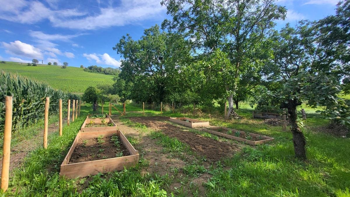 Hochbeete im Bio-Gemeinschaftsgarten, dahinter Obstb&auml;ume und Rebberge